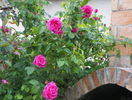 Futtacker Schlingrose