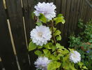 Belle of Woking