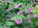 deutzia Strawberry Fields