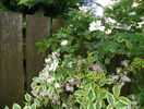 weigela florida variegata