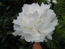 Festiva Maxima