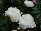Boule de Neige