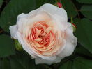A Shropshire Lad