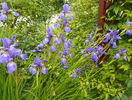 sibirica Blue King