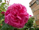 Futtacker Schlingrose