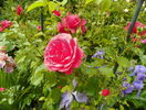 Rosarium Uetersen