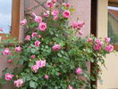Coral Dawn