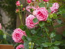 Coral Dawn