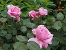 Brother Cadfael