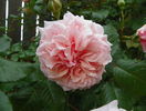 Rose de Tolbiac
