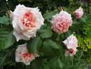 Rose de Tolbiac