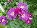 Rhapsody in Blue