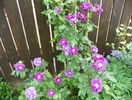 Rhapsody in Blue