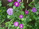 Rhapsody in Blue