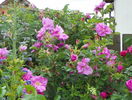 Belle Poitevine