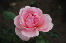 Schone Maid, prima floare :))