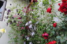 clematis(mme julia correvon+ Negritjanka clematis(mme julia correvon+ Negritjanka