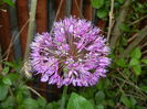 Allium Purple Sensation (2016, May 06)