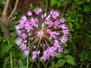 Allium Purple Sensation (2016, May 06)