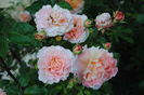 Augusta Luise