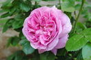 Parfum Flower Circus,prima floare :))