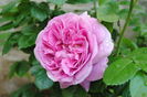 Parfum Flower Circus, superb!!!