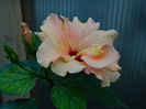 DSCN0205