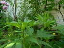 DSCN0251