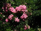 DSCN0261