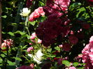 DSCN0263