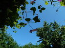 DSCN0265