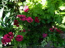 DSCN0267