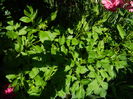 DSCN0268