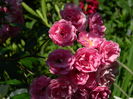 DSCN0272