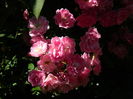 DSCN0273