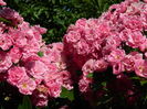 DSCN0276