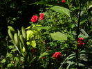 DSCN0303