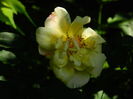 DSCN0315