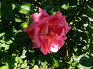 DSCN0317