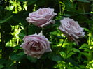 DSCN0326