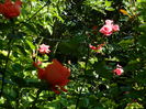 DSCN0343