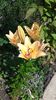 20160603_104905