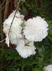 White Peony (2016, May 27)