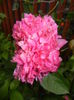 Peony. Bujor (2016, May 06)
