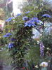 Multiblue
