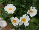 Krinkled White