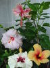 DSC05564