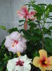 DSC05565