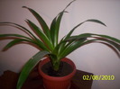 Guzmania