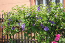 clematis Tie Dye